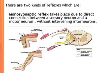 There are two kinds of reflexes which are:
Monosypnaptic reflex takes place due to direct
connection between a sensory neuron and a
motor neuron , without intervening interneurons.
 