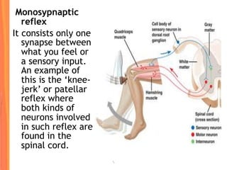Monosypnaptic
reflex
It consists only one
synapse between
what you feel or
a sensory input.
An example of
this is the ‘knee-
jerk’ or patellar
reflex where
both kinds of
neurons involved
in such reflex are
found in the
spinal cord.
 
