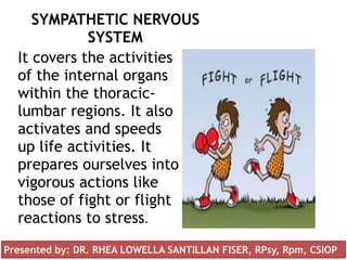 SYMPATHETIC NERVOUS
SYSTEM
It covers the activities
of the internal organs
within the thoracic-
lumbar regions. It also
activates and speeds
up life activities. It
prepares ourselves into
vigorous actions like
those of fight or flight
reactions to stress.
Presented by: DR. RHEA LOWELLA SANTILLAN FISER, RPsy, Rpm, CSIOP
 