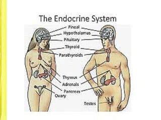 Presented by: DR. RHEA LOWELLA G.
SANTILLAN, CSIOP, Rpm
Endocrine
System
 