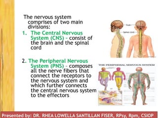 The nervous system
comprises of two main
divisions:
1. The Central Nervous
System (CNS) – consist of
the brain and the spinal
cord
2. The Peripheral Nervous
System (PNS) – composes
all the nerve fibers that
connect the receptors to
the nervous system and
which further connects
the central nervous system
to the effectors
Presented by: DR. RHEA LOWELLA SANTILLAN FISER, RPsy, Rpm, CSIOP
 
