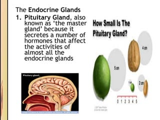 The Endocrine Glands
1. Pituitary Gland, also
known as ‘the master
gland’ because it
secretes a number of
hormones that affect
the activities of
almost all the
endocrine glands
 