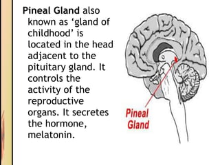 Pineal Gland also
known as ‘gland of
childhood’ is
located in the head
adjacent to the
pituitary gland. It
controls the
activity of the
reproductive
organs. It secretes
the hormone,
melatonin.
 