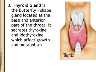 3. Thyroid Gland is
the butterfly – shape
gland located at the
base and anterior
part of the throat. It
secretes thyroxine
and idothyroxine
which affect growth
and metabolism
 