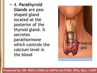 • 4. Parathyroid
Glands are pea-
shaped gland
located at the
posterior of the
thyroid gland. It
secretes
parathormone
which controls the
calcium level in
the blood
Presented by: DR. RHEA LOWELLA SANTILLAN FISER, RPsy, Rpm, CSIOP
 