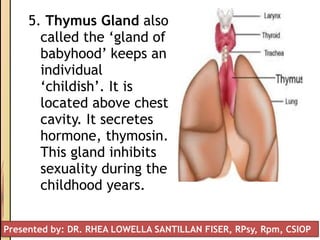 5. Thymus Gland also
called the ‘gland of
babyhood’ keeps an
individual
‘childish’. It is
located above chest
cavity. It secretes
hormone, thymosin.
This gland inhibits
sexuality during the
childhood years.
Presented by: DR. RHEA LOWELLA SANTILLAN FISER, RPsy, Rpm, CSIOP
 