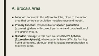 A. Broca's Area
■ Location: Located in the left frontal lobe, close to the motor
area that controls articulation muscles (face and mouth).
■ Primary Function: Responsible for speech production
(expressing ideas with correct grammar) and coordination of
the speech organs.
■ Disorder: Damage to this area causes Broca's Aphasia
(Expressive Aphasia), where patients have difficulty forming
fluent sentences, although their language comprehension is
relatively intact.
 