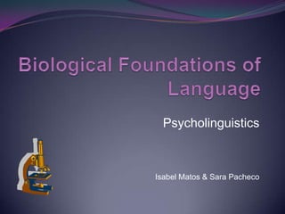 Psycholinguistics



Isabel Matos & Sara Pacheco
 