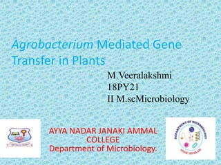 Agrobacterium Mediated Gene
Transfer in Plants
M.Veeralakshmi
18PY21
II M.scMicrobiology
AYYA NADAR JANAKI AMMAL
COLLEGE
Department of Microbiology.
 