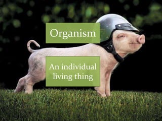 Organism
An individual
living thing

 