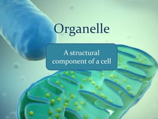 Organelle
A structural
component of a cell

 