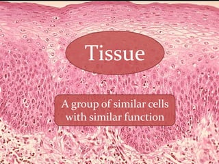 Tissue
A group of similar cells
with similar function

 