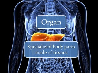 Organ

Specialized body parts
made of tissues

 