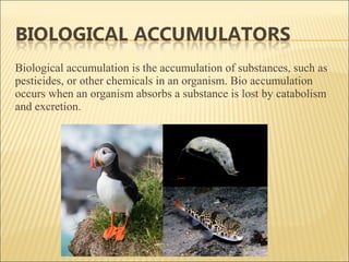 Biological indicators and accumulators | PPT