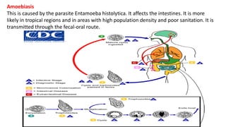 Amoebiasis
This is caused by the parasite Entamoeba histolytica. It affects the intestines. It is more
likely in tropical regions and in areas with high population density and poor sanitation. It is
transmitted through the fecal-oral route.
 