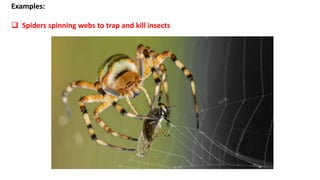 Examples:
 Spiders spinning webs to trap and kill insects
 