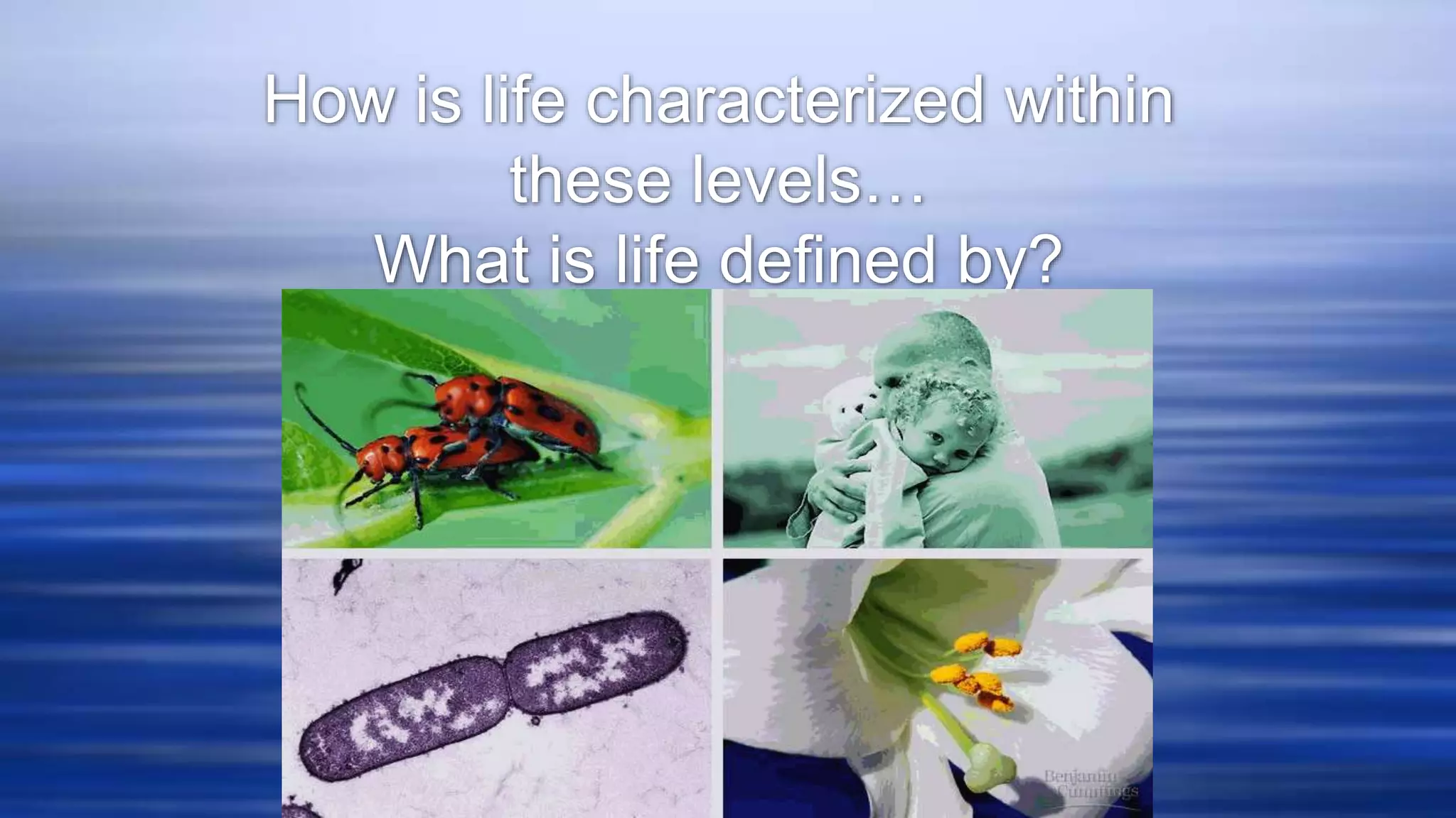 Biological Levels Of Organization For Grade 7 PPT biological-levels-of-organization-for-grade-7-ppt
