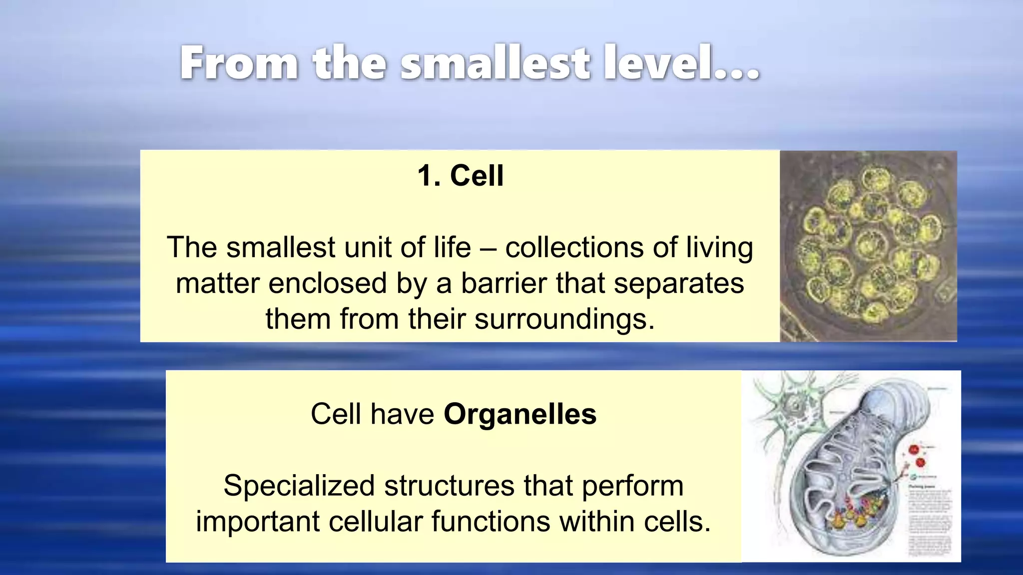 Biological Levels Of Organization For Grade 7 PPT biological-levels-of-organization-for-grade-7-ppt