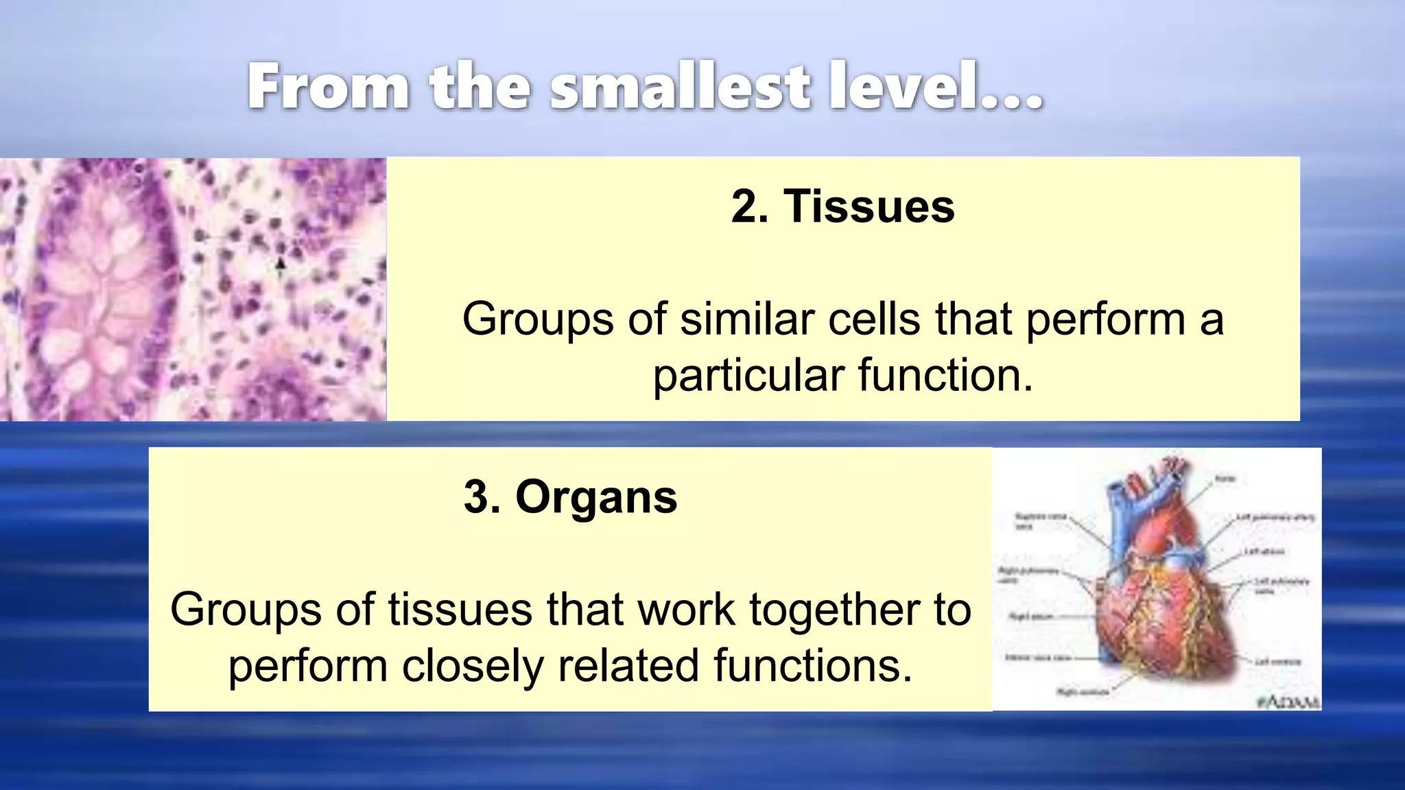 Biological Levels Of Organization For Grade 7 PPT living-non-living-things