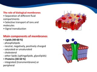 The role of biological membranes
• Separation of different fluid
compartments
• Selective transport of ions and
molecules
• Signal transduction
Main components of membranes
• Lipids (40-60 %)
- phospholipids
- neutral, negatively, positively charged
- saturated or unsaturated
- cholesterol
- other lipids (sphingolipids, glycolipids)
• Proteins (30-50 %)
- integrated (transmembrane) or
peripheral
 