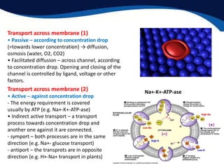 Transport across membrane (1)
• Passive – according to concentration drop
(=towards lower concentration) → diffusion,
osmosis (water, O2, CO2)
• Facilitated diffusion – across channel, according
to concentration drop. Opening and closing of the
channel is controlled by ligand, voltage or other
factors.
Transport across membrane (2)
• Active – against concentration drop
- The energy requirement is covered
usually by ATP (e.g. Na+-K+-ATP-ase)
• Indirect active transport – a transport
process towards concentration drop and
another one against it are connected.
- symport – both processes are in the same
direction (e.g. Na+- glucose transport)
- antiport – the transprots are in opposite
direction (e.g. H+-Na+ transport in plants)
Na+-K+-ATP-ase
 