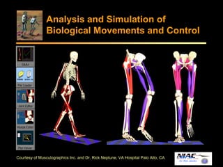 Analysis and Simulation of 
Biological Movements and Control 
Dr. Ron Jacobs 
Courtesy of Musculographics Inc. and Dr. Rick Neptune, VA Hospital Palo Alto, CA 
 