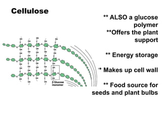 Cellulose
** ALSO a glucose
polymer
**Offers the plant
support
** Energy storage
** Makes up cell wall
** Food source for
seeds and plant bulbs
 