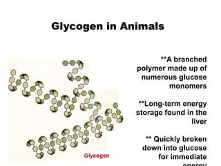 Glycogen in Animals
**A branched
polymer made up of
numerous glucose
monomers
**Long-term energy
storage found in the
liver
** Quickly broken
down into glucose
for immediate
 