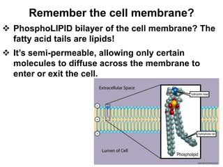 Remember the cell membrane?
 PhosphoLIPID bilayer of the cell membrane? The
fatty acid tails are lipids!
 It’s semi-permeable, allowing only certain
molecules to diffuse across the membrane to
enter or exit the cell.
 