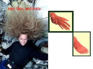 Hair, Skin, and Nails
 