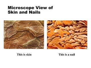 Microscope View of
Skin and Nails
This is skin This is a nail
 