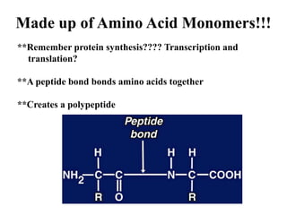 Made up of Amino Acid Monomers!!!
**Remember protein synthesis???? Transcription and
translation?
**A peptide bond bonds amino acids together
**Creates a polypeptide
 