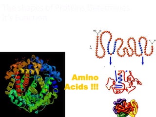 The shapes of Proteins Determines
it’s Function
Amino
Acids !!!
 