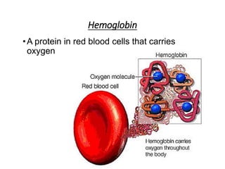 Hemoglobin
•A protein in red blood cells that carries
oxygen
 