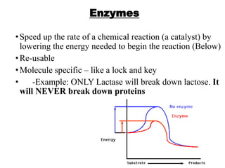 Enzymes
•Speed up the rate of a chemical reaction (a catalyst) by
lowering the energy needed to begin the reaction (Below)
•Re-usable
•Molecule specific – like a lock and key
• -Example: ONLY Lactase will break down lactose. It
will NEVER break down proteins
 