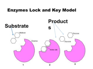 Enzymes Lock and Key Model
Substrate
Product
s
 