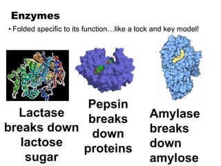 Lactase
breaks down
lactose
sugar
Enzymes
• Folded specific to its function…like a lock and key model!
Pepsin
breaks
down
proteins
Amylase
breaks
down
amylose
 
