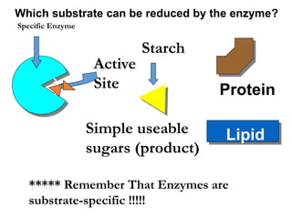 Active
Site
Specific Enzyme
Starch
***** Remember That Enzymes are
substrate-specific !!!!!
Simple useable
sugars (product)
Protein
Lipid
Which substrate can be reduced by the enzyme?
 