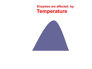 Enzymes are affected by:
 