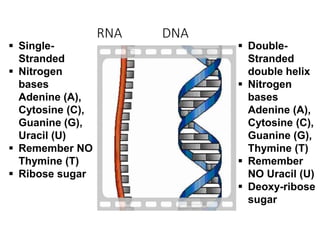 RNA DNA
 Single-
Stranded
 Nitrogen
bases
Adenine (A),
Cytosine (C),
Guanine (G),
Uracil (U)
 Remember NO
Thymine (T)
 Ribose sugar
 Double-
Stranded
double helix
 Nitrogen
bases
Adenine (A),
Cytosine (C),
Guanine (G),
Thymine (T)
 Remember
NO Uracil (U)
 Deoxy-ribose
sugar
 