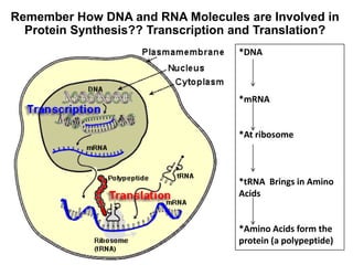 Remember How DNA and RNA Molecules are Involved in
Protein Synthesis?? Transcription and Translation?
*DNA
*mRNA
*At ribosome
*tRNA Brings in Amino
Acids
*Amino Acids form the
protein (a polypeptide)
 