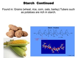 Starch Continued
Found in: Grains (wheat, rice, corn, oats, barley) Tubers such
as potatoes are rich in starch.
 