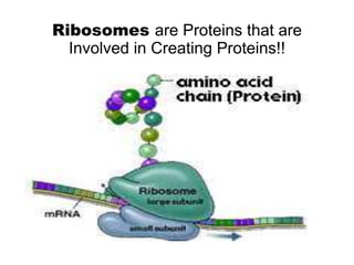 Ribosomes are Proteins that are
Involved in Creating Proteins!!
 