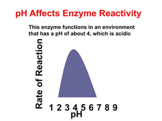 RateofReaction
pH Affects Enzyme Reactivity
1 3 42 5 6 7 8 9
pH
This enzyme functions in an environment
that has a pH of about 4, which is acidic
 