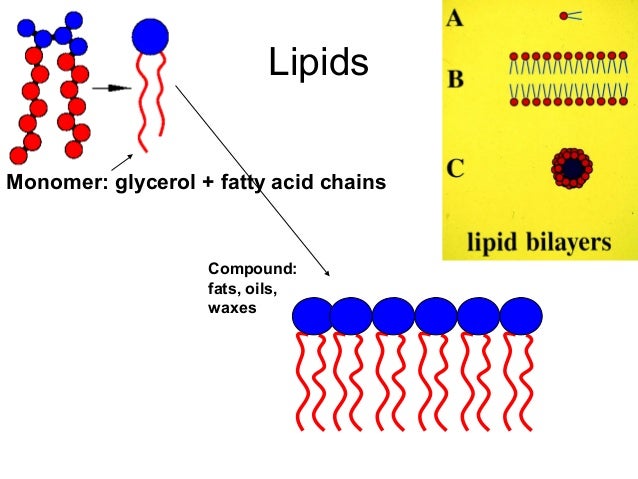 Biological Macromolecules Carbohydrates Lipids Proteins