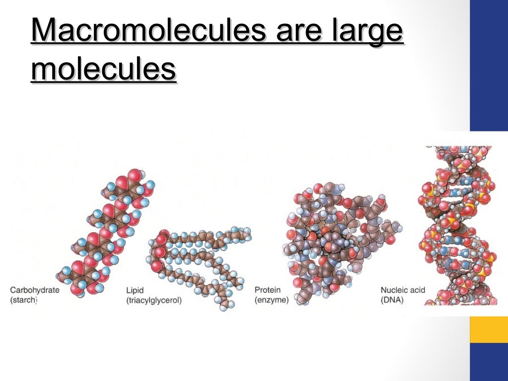 Biological macromolecules carbohydrates, lipids, proteins, nucleic ac…