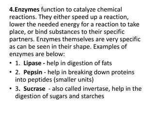 4.Enzymes function to catalyze chemical
reactions. They either speed up a reaction,
lower the needed energy for a reaction to take
place, or bind substances to their specific
partners. Enzymes themselves are very specific
as can be seen in their shape. Examples of
enzymes are below:
• 1. Lipase - help in digestion of fats
• 2. Pepsin - help in breaking down proteins
into peptides (smaller units)
• 3. Sucrase - also called invertase, help in the
digestion of sugars and starches
 