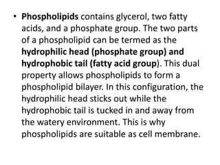 • Phospholipids contains glycerol, two fatty
acids, and a phosphate group. The two parts
of a phospholipid can be termed as the
hydrophilic head (phosphate group) and
hydrophobic tail (fatty acid group). This dual
property allows phospholipids to form a
phospholipid bilayer. In this configuration, the
hydrophilic head sticks out while the
hydrophobic tail is tucked in and away from
the watery environment. This is why
phospholipids are suitable as cell membrane.
 
