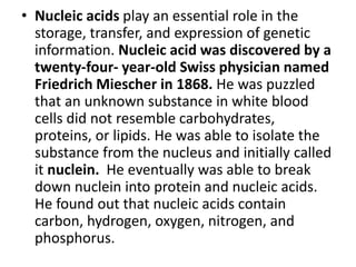 • Nucleic acids play an essential role in the
storage, transfer, and expression of genetic
information. Nucleic acid was discovered by a
twenty-four- year-old Swiss physician named
Friedrich Miescher in 1868. He was puzzled
that an unknown substance in white blood
cells did not resemble carbohydrates,
proteins, or lipids. He was able to isolate the
substance from the nucleus and initially called
it nuclein. He eventually was able to break
down nuclein into protein and nucleic acids.
He found out that nucleic acids contain
carbon, hydrogen, oxygen, nitrogen, and
phosphorus.
 
