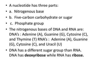 • A nucleotide has three parts:
• a. Nitrogenous base
• b. Five-carbon carbohydrate or sugar
• c. Phosphate group
• The nitrogenous bases of DNA and RNA are:
DNA’s : Adenine (A), Guanine (G), Cytosine (C),
and Thymine (T) RNA’s : Adenine (A), Guanine
(G), Cytosine (C), and Uracil (U)
• DNA has a different sugar group than RNA.
DNA has deoxyribose while RNA has ribose.
 